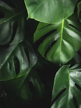 shallow photography of leaves