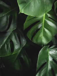 shallow photography of leaves