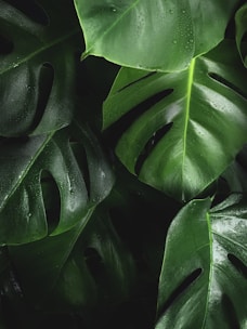 shallow photography of leaves