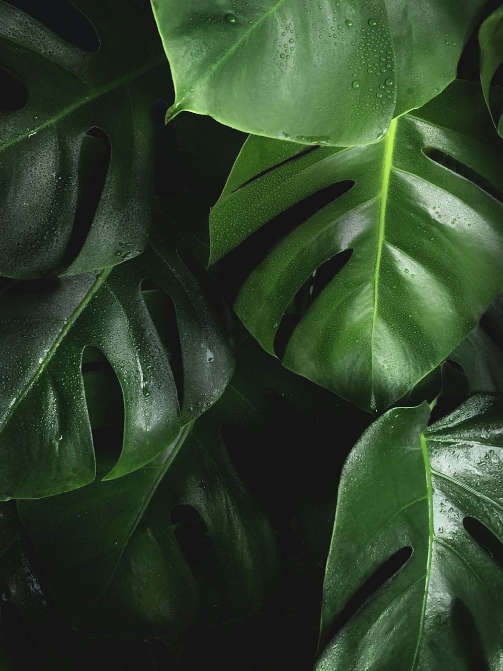 1000+ Green Leaves Pictures  Download Free Images on Unsplash