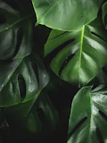 Monstera leaf detail