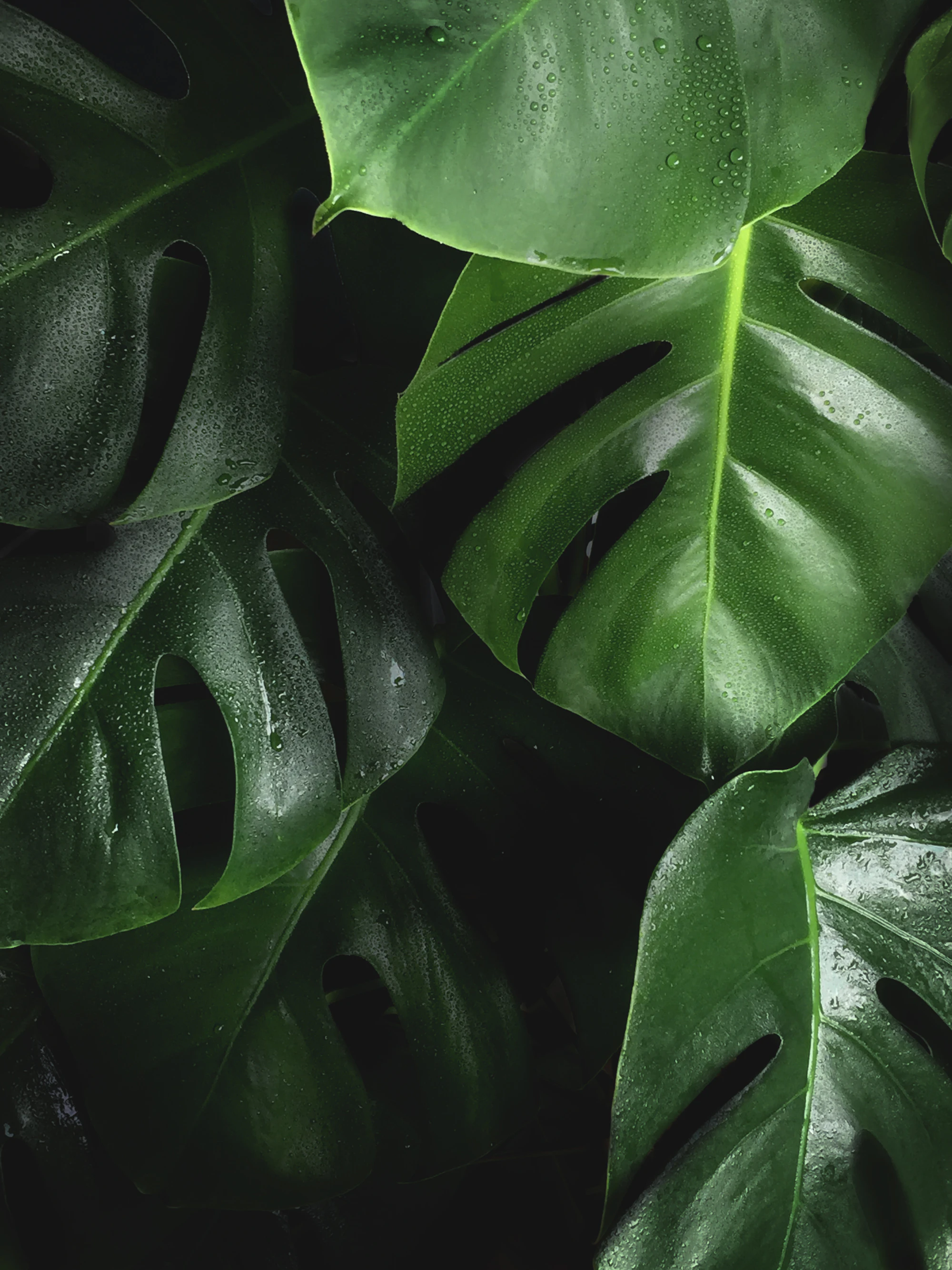 Morning light falling across a shelf of potted houseplants