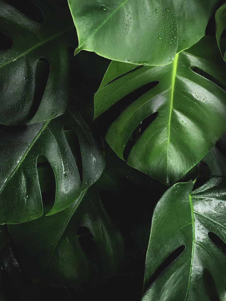 Top 5 Large-Leaved Houseplants
