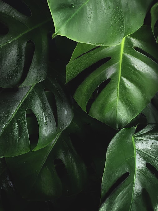 Urban Gardening and Plants