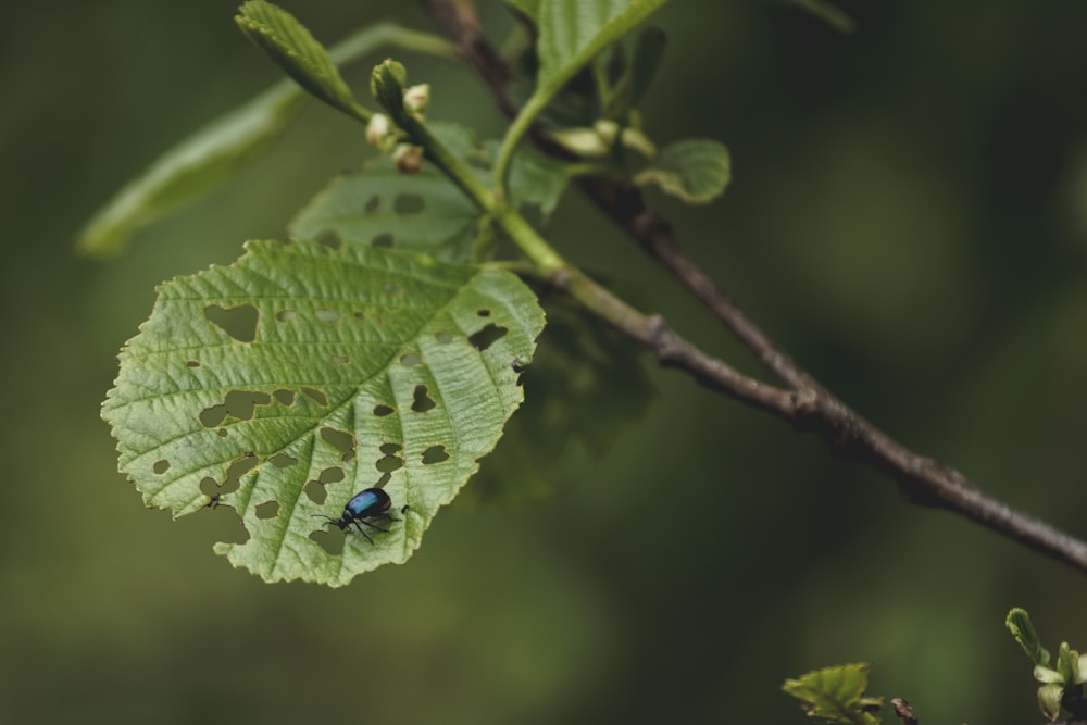 grüner Käfer auf grünem Blatt