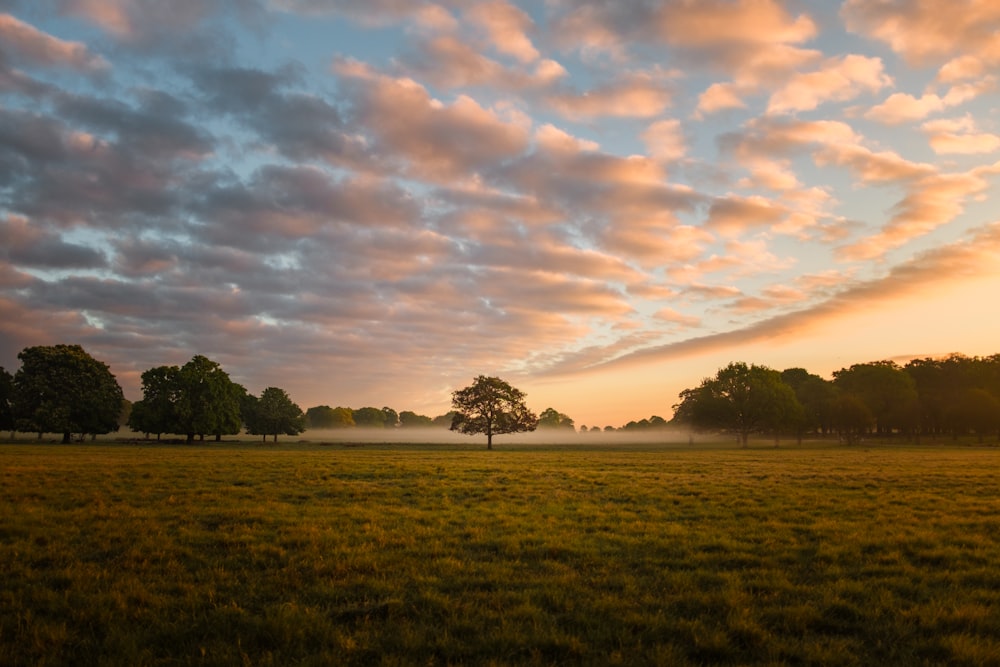 open field during sunset