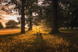 brown bench between two trees during sunset