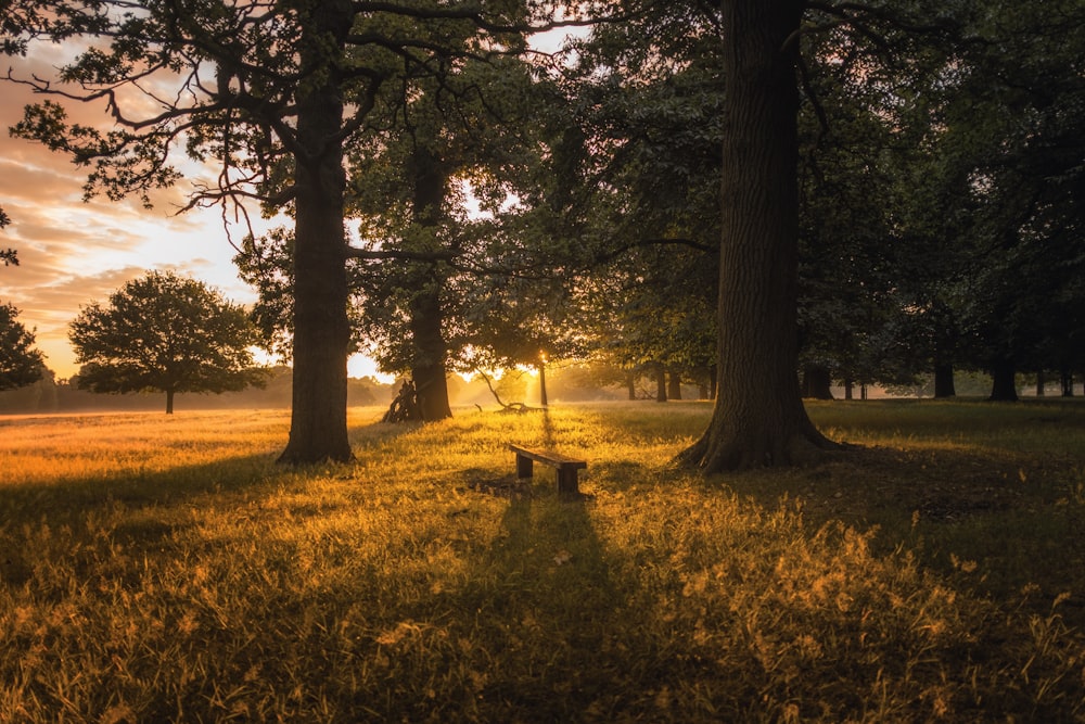 brown bench between two trees during sunset