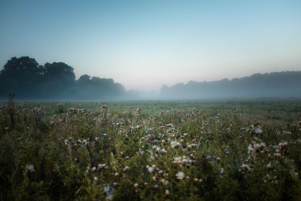 Feld der grünen Pflanze mit weißen Blüten