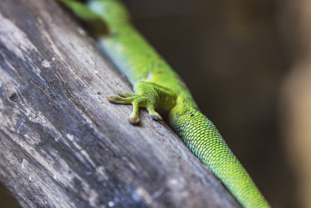 green gecko perched on wood