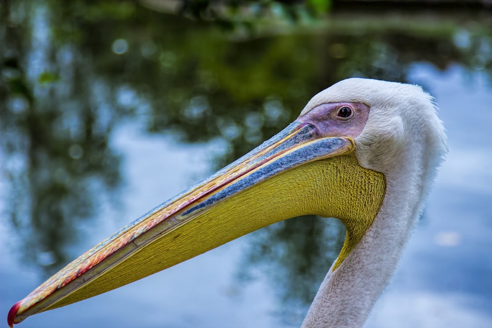 tilt shift lens photography of white and yellow bird