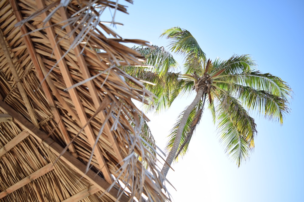 low angle photography green coconut tree at daytime