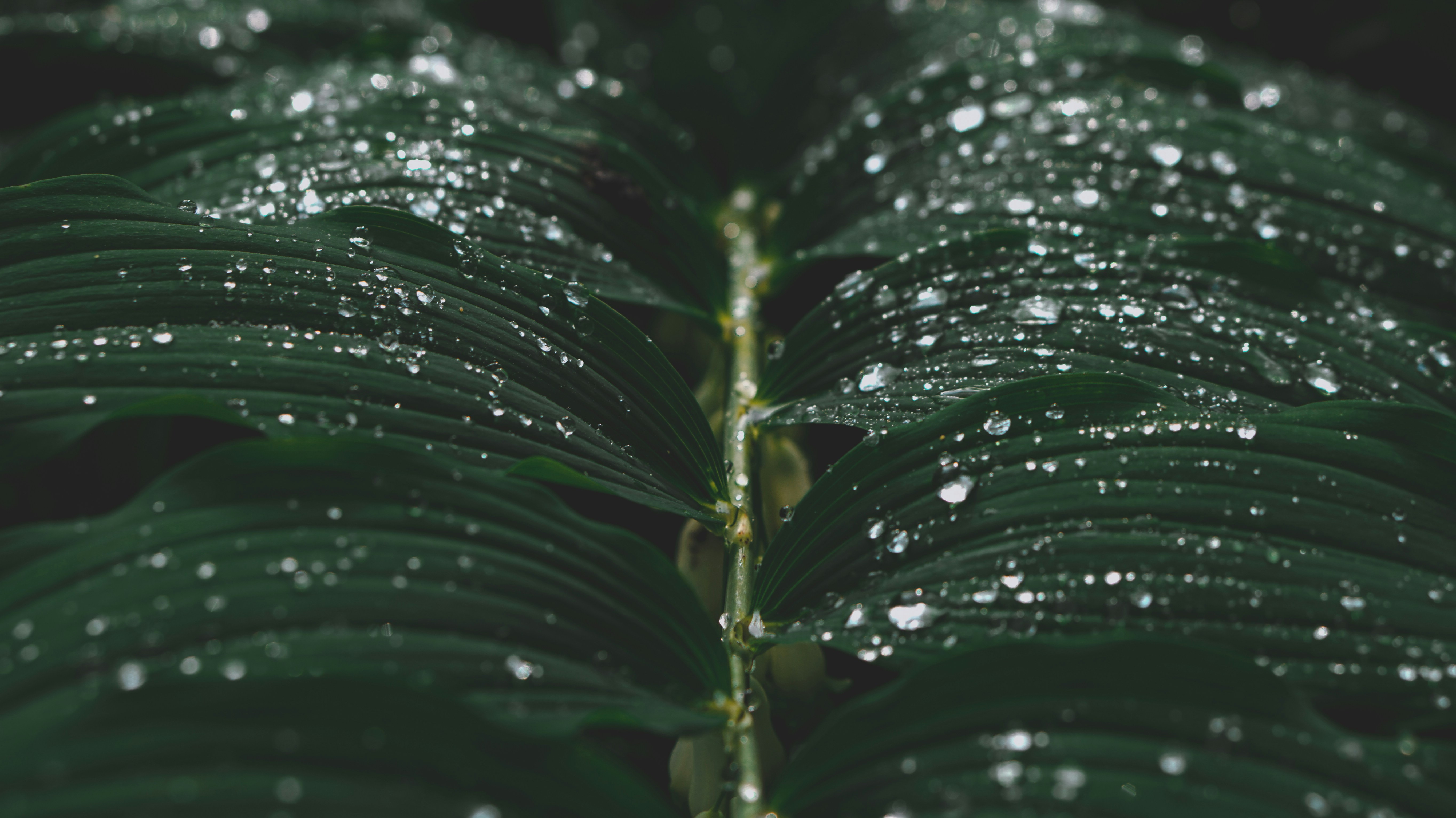 Photo by axelholen
