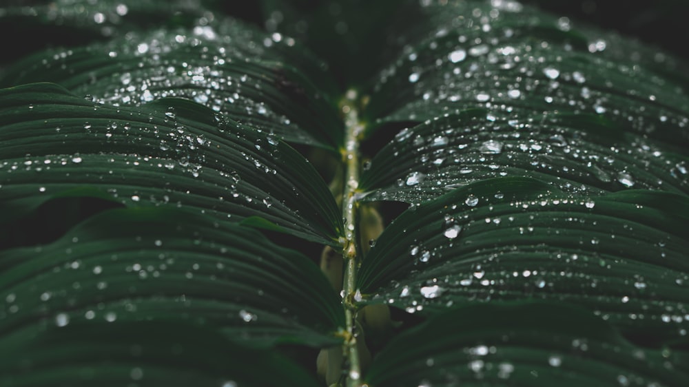 green leaf plant closeup photography