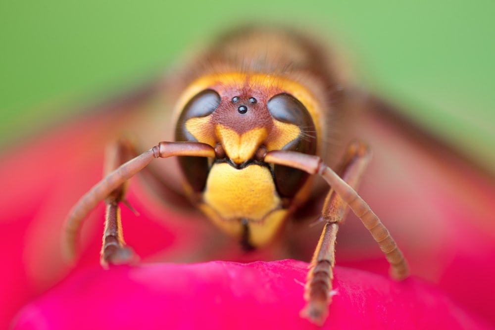 shallow focus photo of wasp