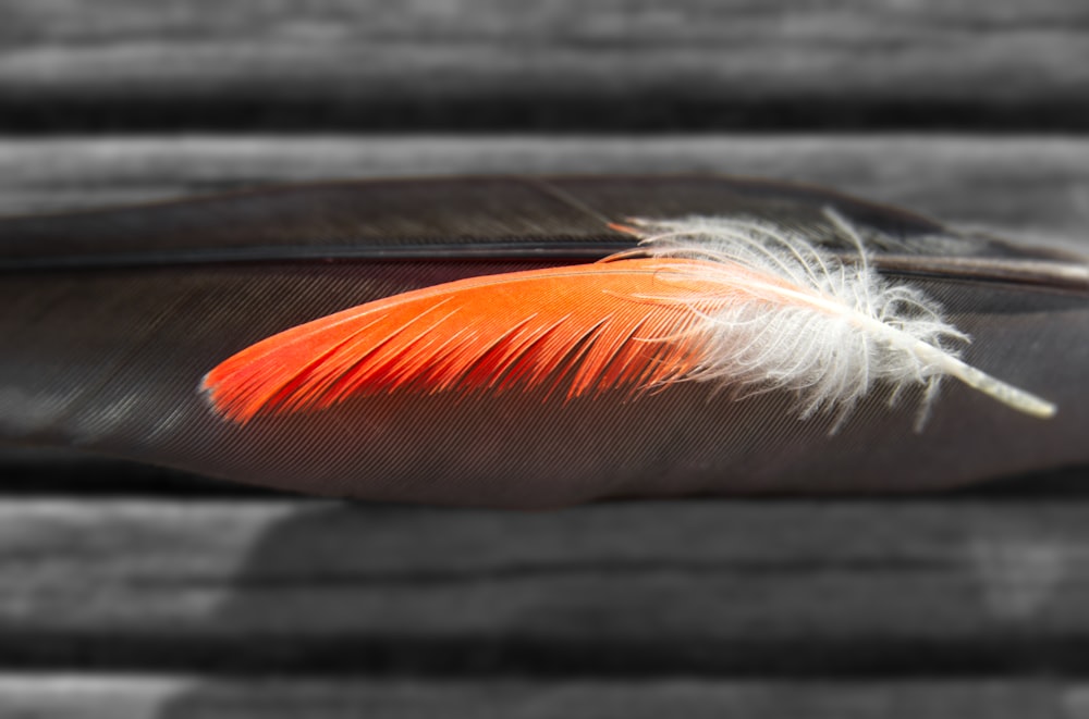 closeup photography of two black and white and orange feathers