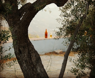 Close-up of a rustic bottle of golden extra virgin olive oil with olives and leaves around it