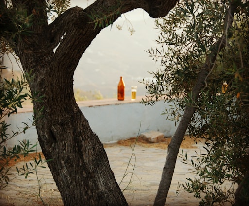 A rustic bottle of fresh Cypriot olive oil surrounded by ripe olives and olive branches.