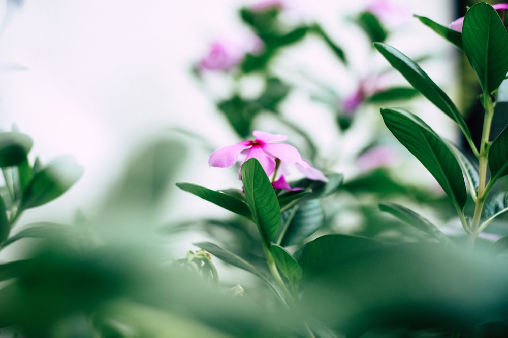 pink flower on macro shot