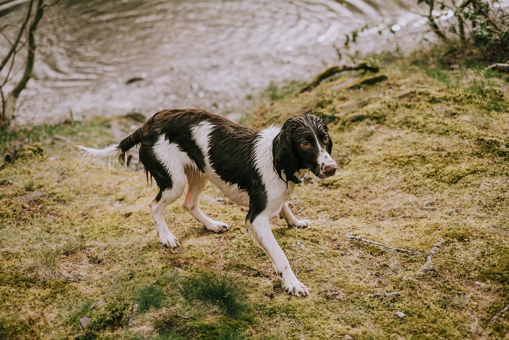 chien noir et blanc mouillé près d’un plan d’eau