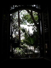 View from the window showing a peaceful garden with tropical plants.