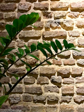 A sleek concrete planter housing a vibrant green plant against a raw brick wall.