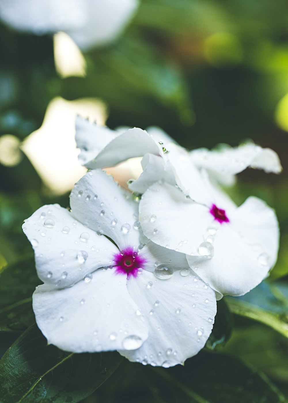 fotografia macro da flor branca de pétalas
