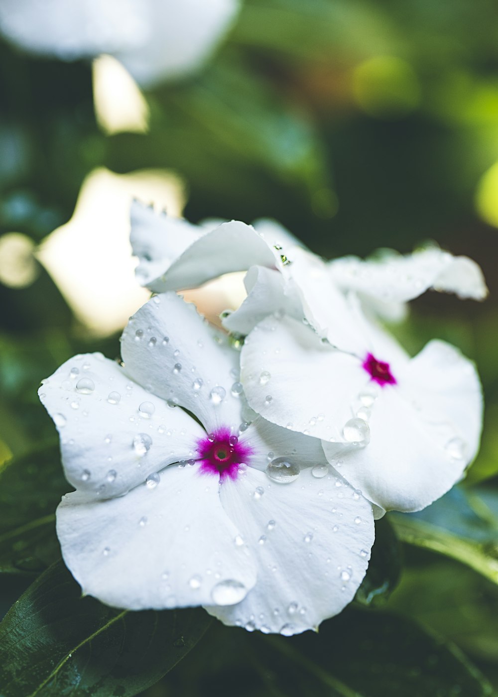 macro photography of white petaled flower