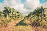 Lush rows of grapevines extend into the distance under a partly cloudy sky. The vineyard is neatly organized with green leaves and climbing vines supported by wooden posts. The ground is covered with grass and foliage, and the lighting suggests a sunny, warm day.
