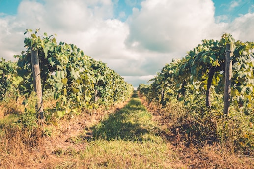 Lush rows of grapevines extend into the distance under a partly cloudy sky. The vineyard is neatly organized with green leaves and climbing vines supported by wooden posts. The ground is covered with grass and foliage, and the lighting suggests a sunny, warm day.