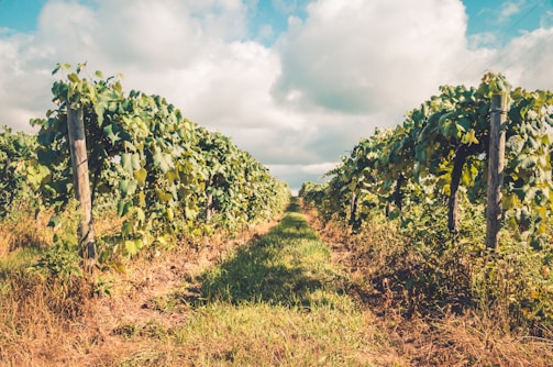 Lush rows of grapevines extend into the distance under a partly cloudy sky. The vineyard is neatly organized with green leaves and climbing vines supported by wooden posts. The ground is covered with grass and foliage, and the lighting suggests a sunny, warm day.