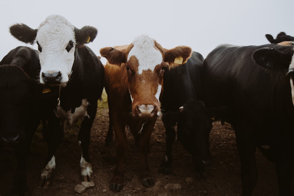 brown and white cow