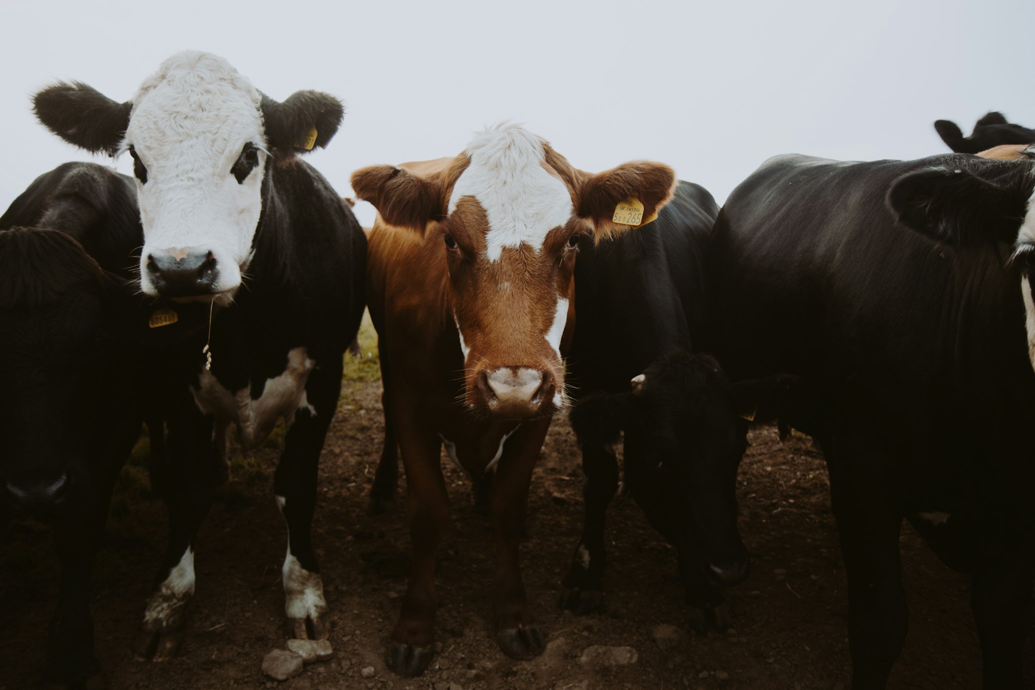 Higher Cattle Prices Here, More To Come, Rebuilding Yet To Begin