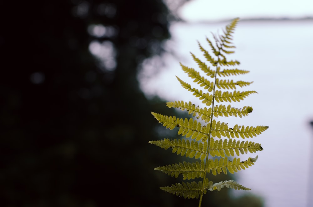 selective focus photography of green fern