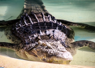 grey crocodile in body of water
