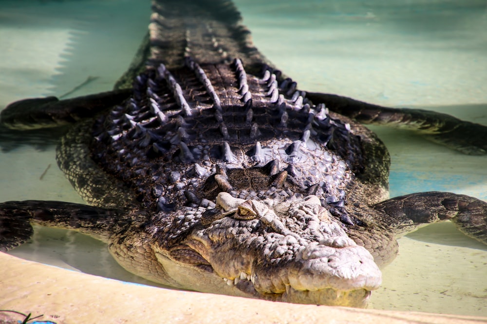 Graues Krokodil im Gewässer