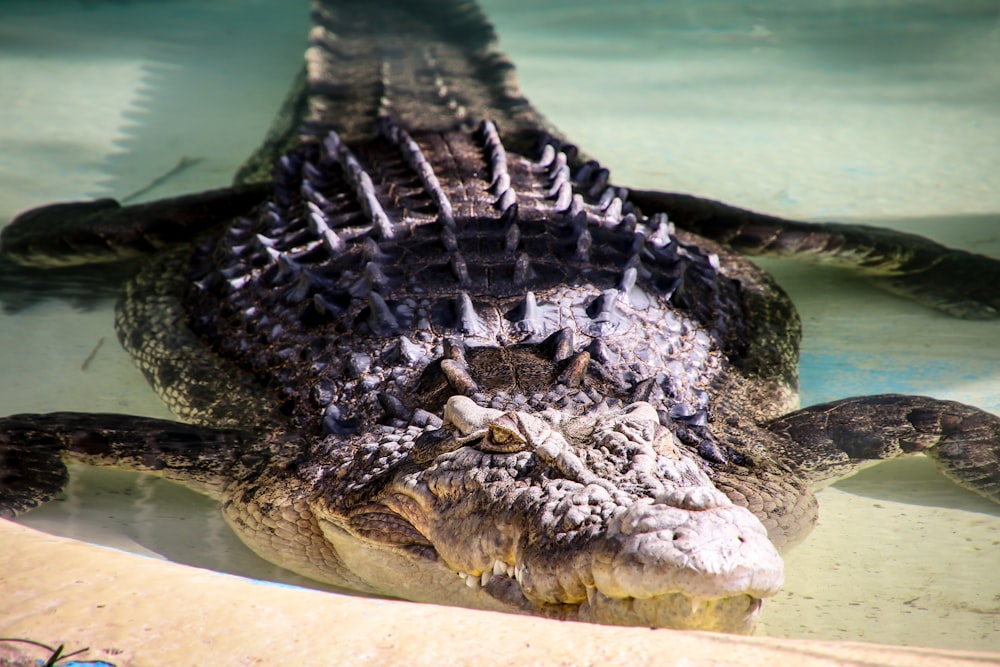 grey crocodile in body of water