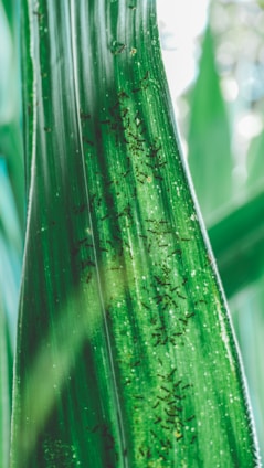 Close-up of a group of ants working together on a green leaf, symbolizing teamwork and sustainability.
