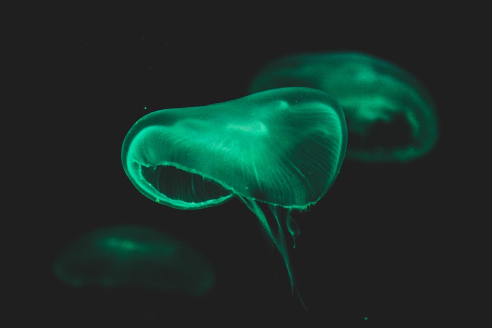 jellyfish close-up photography