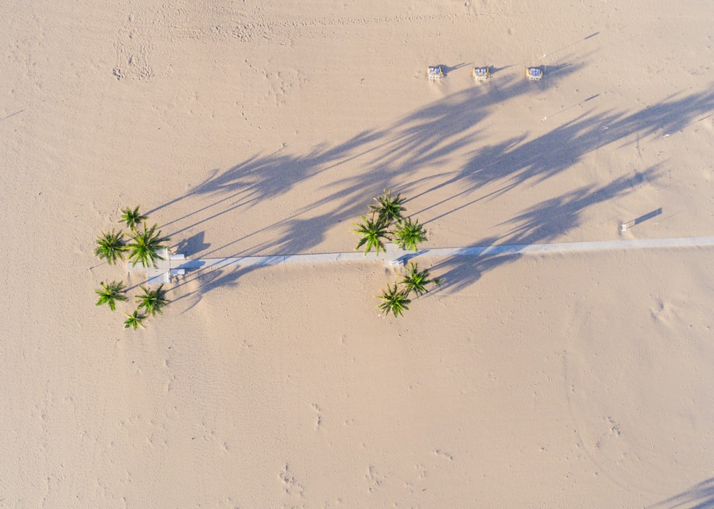 aerial photography of green tree