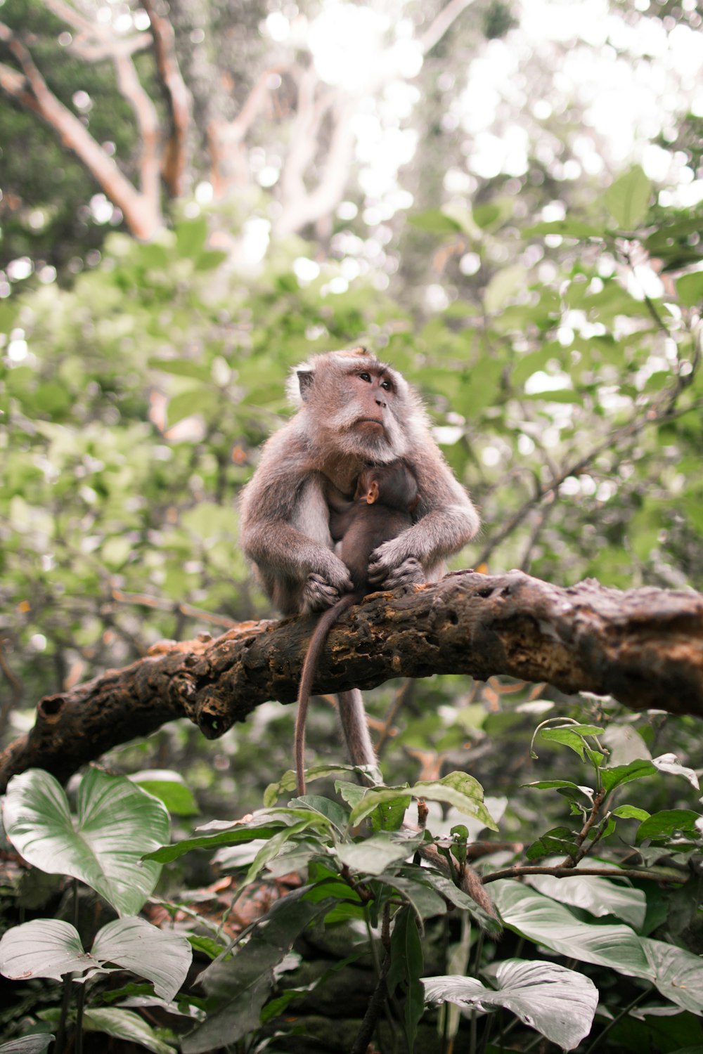 Macaco em cima de galho de árvore