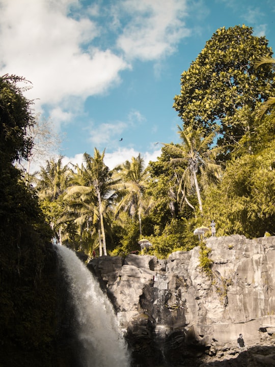 green trees on clliff in Tegenungan Waterfall Indonesia