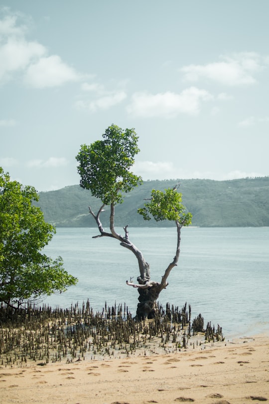 green trees beside body of water during daytime in Lombok Indonesia