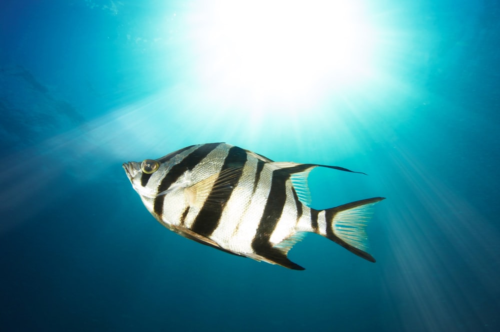 Peces negros y grises bajo el agua