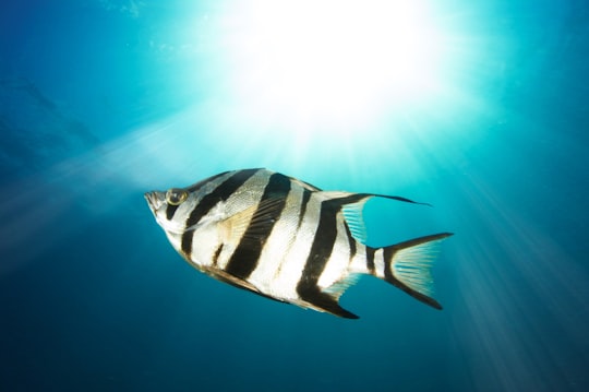 black and gray fish under water in Shelly Beach Australia