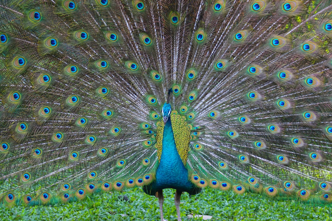 Wildlife photo spot KL Bird Park Petaling Jaya