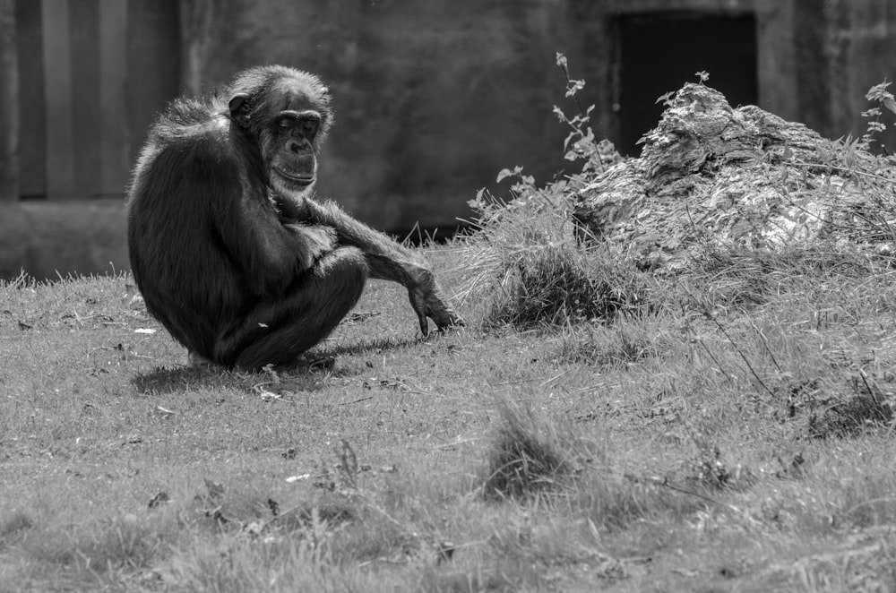 Photographie en niveaux de gris d’un singe assis sur l’herbe