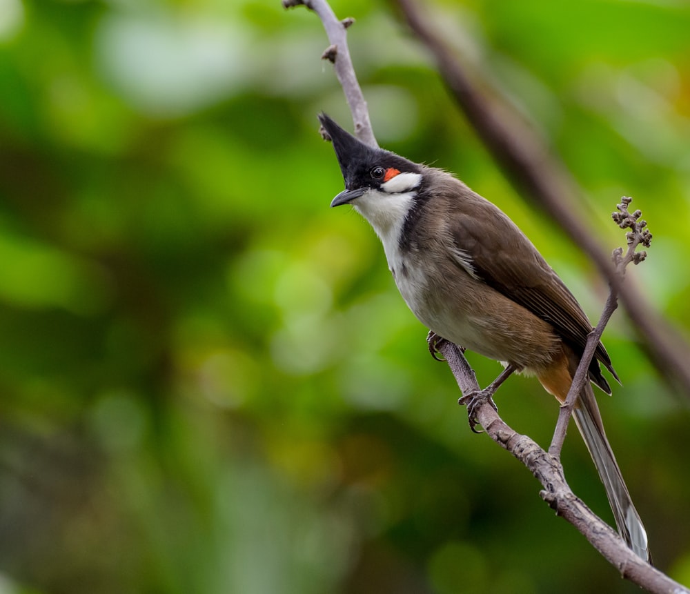 selective focus photography of brown bird on tree branch