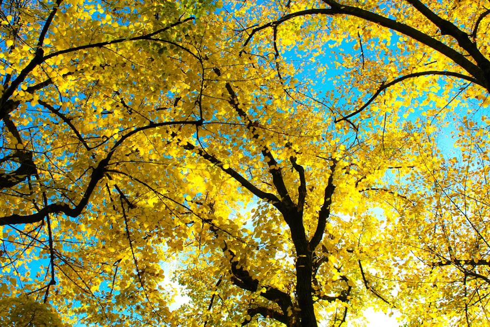 노란 잎이 있는 나무의 로우 앵글 사진
