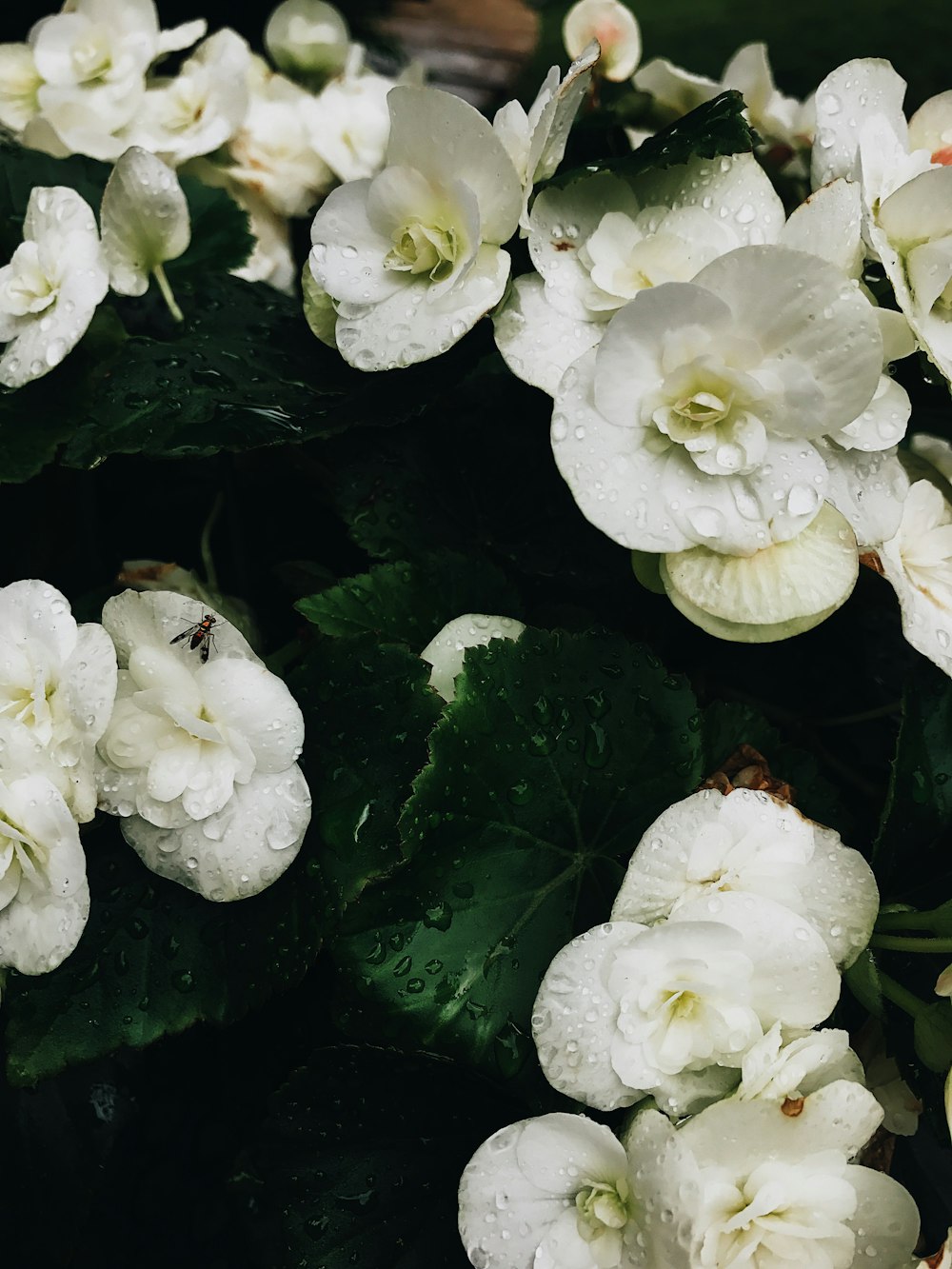 flores de pétalos blancos llenas de rocío